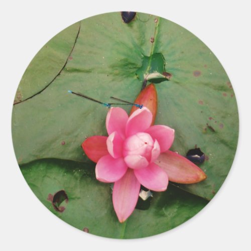 Blue Dragonflies on a pink lotus flower Classic Round Sticker