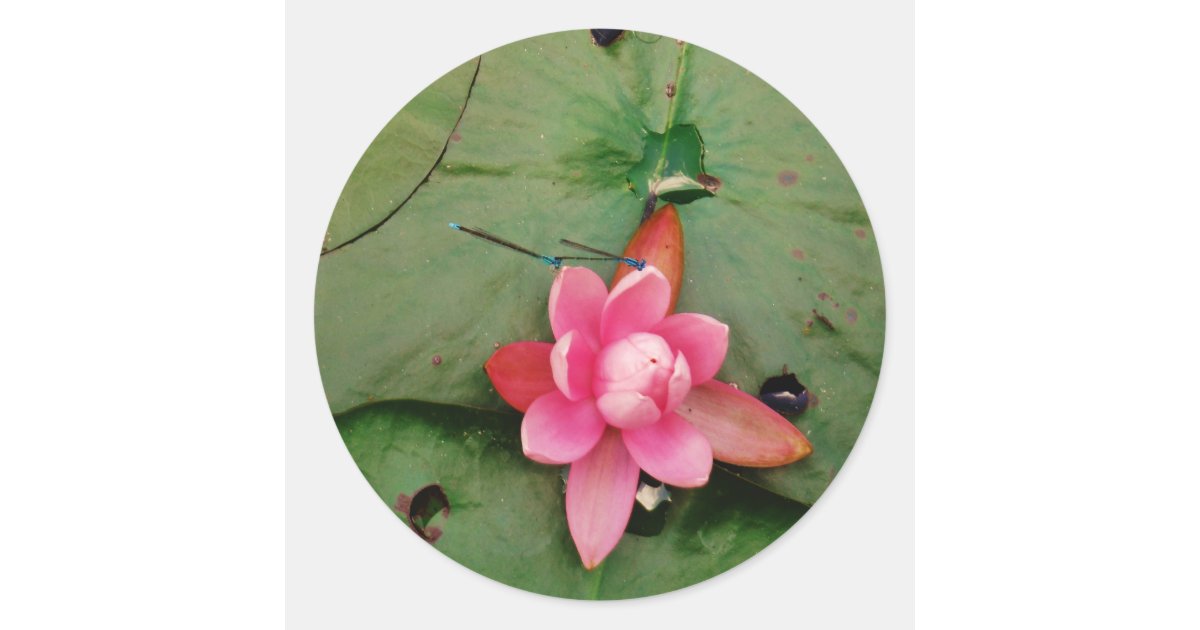 Blue Dragonflies on a pink lotus flower Classic Round Sticker | Zazzle