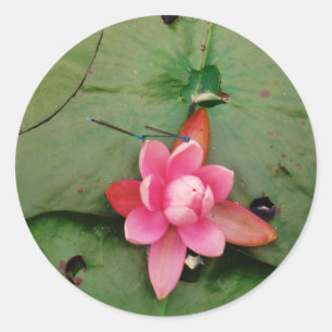 Blue Dragonflies on a pink lotus flower Classic Round Sticker