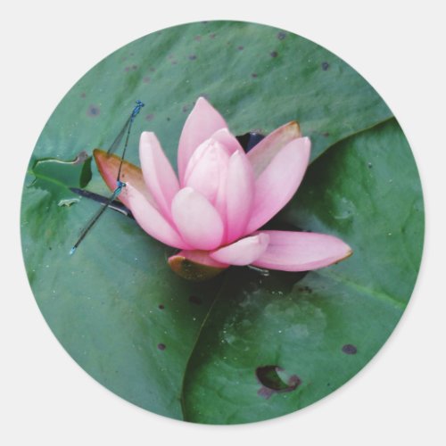 Blue Dragonflies on a pink lotus flower Classic Round Sticker