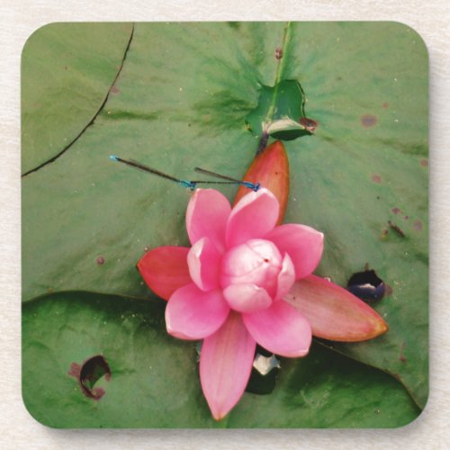 Blue Dragonflies on a pink lotus flower Coaster