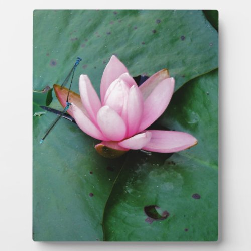 Blue Dragonflies on a pink lotus flower Plaque