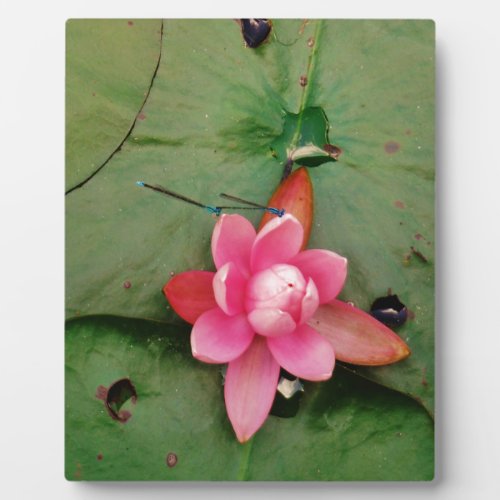 Blue Dragonflies on a pink lotus flower Plaque