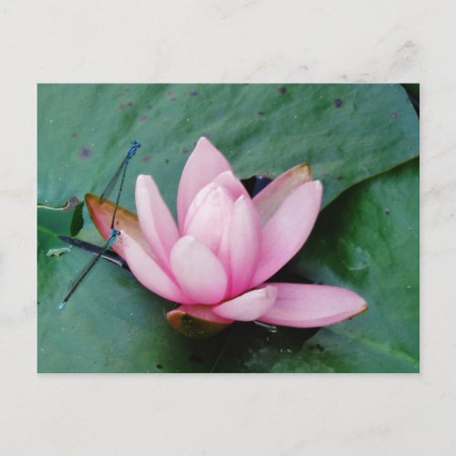 Blue Dragonflies on a pink lotus flower Postcard
