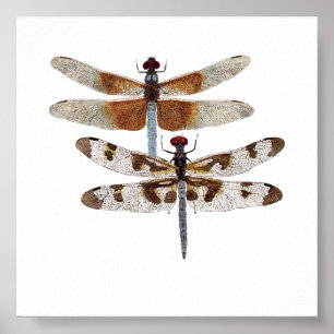 Blue Dragonflies Poster