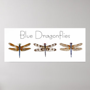 Blue Dragonflies Poster