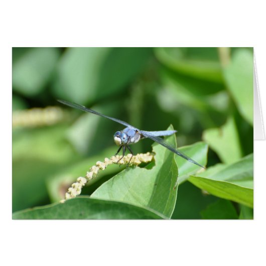Blue Dragonfly (Front Horizontal)
