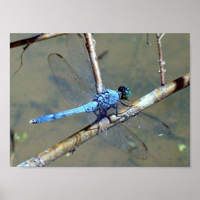 Blue DragonFly 2 Poster (Front)