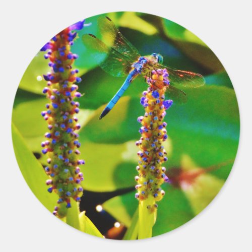 Blue Dragonfly and flowers Classic Round Sticker