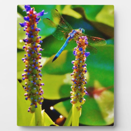 Blue Dragonfly and flowers Plaque