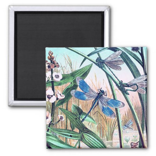 Blue Dragonfly at the pond vintage illustration  Magnet