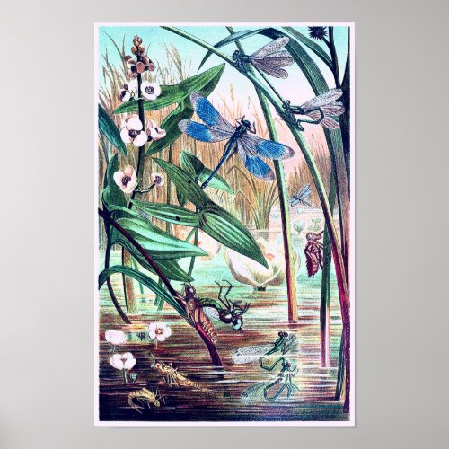 Blue Dragonfly at the pond vintage illustration  Poster