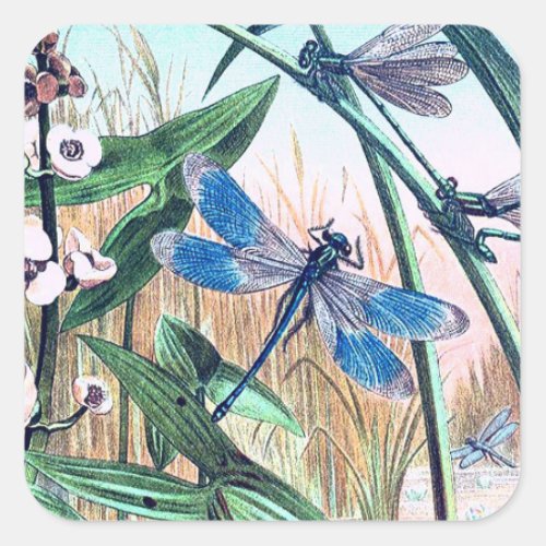 Blue Dragonfly at the pond vintage illustration  Square Sticker