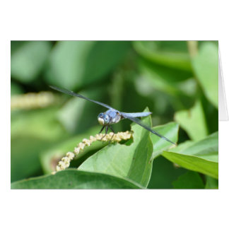 Blue Dragonfly Cards