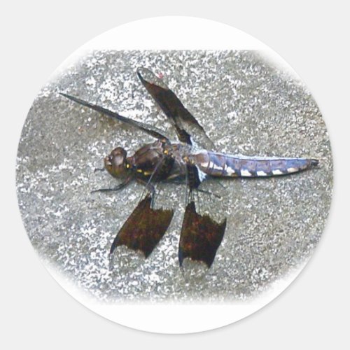 Blue Dragonfly Classic Round Sticker