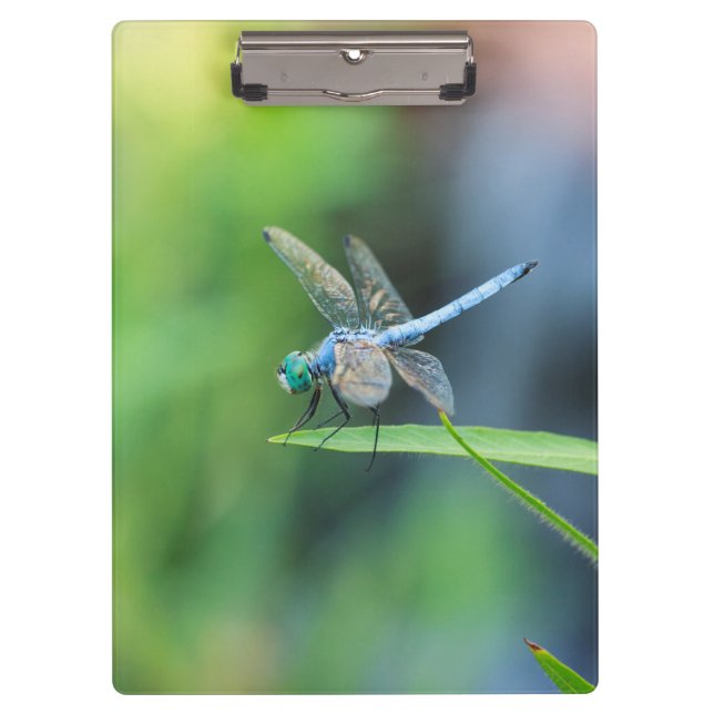 Blue Dragonfly Clipboard (Front)