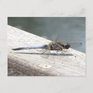 Blue Dragonfly DIY Postcard