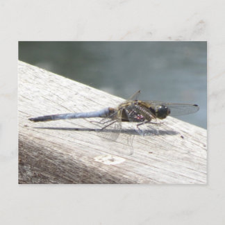 Blue Dragonfly DIY Postcard