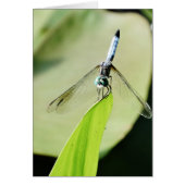 Blue Dragonfly on a green leaf (Front)