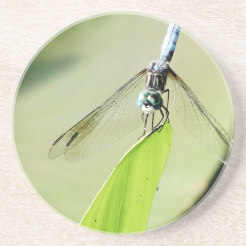 Blue Dragonfly on a green leaf Sandstone Coaster