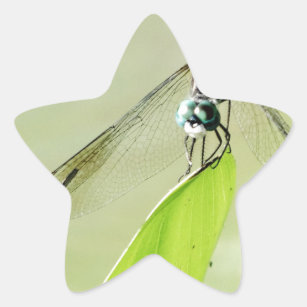 Green Star Sticker, Zazzle