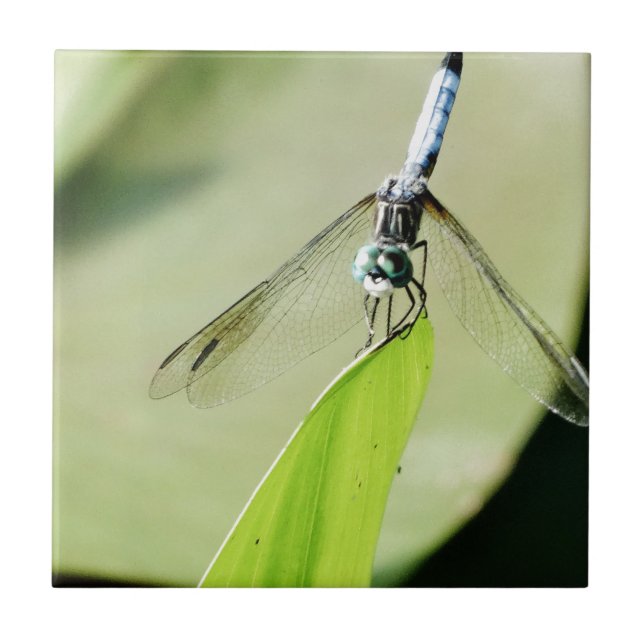 Blue Dragonfly on a green leaf Tile (Front)