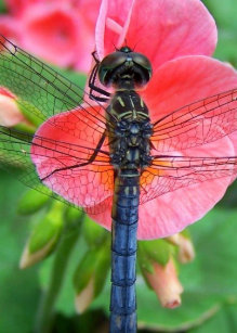 Blue Green Pink Dragonflies Ornaments Keepsake Ornaments