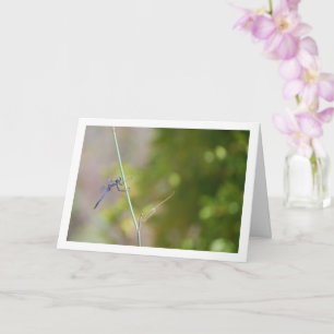 Blue Dragonfly on Stem Portrait Card