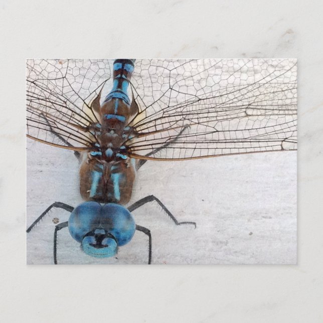 Blue Dragonfly Postcard (Front)