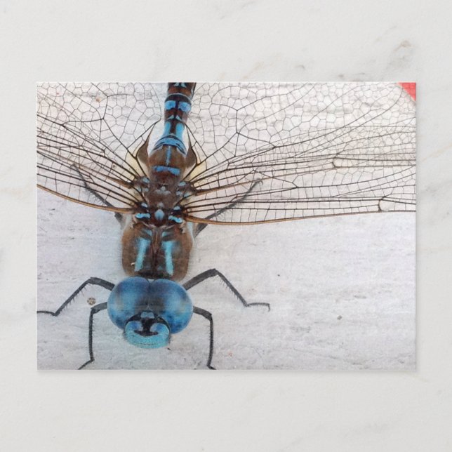 Blue Dragonfly Postcard (Front)