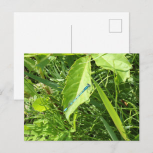 Blue Dragonfly Postcard