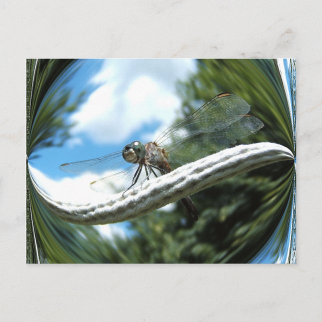 Blue Dragonfly ~ postcard (Front)
