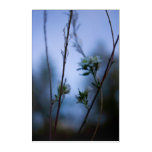 Blue Dream Flowers – Ethereal Fantasy Floral Photo Acrylic Print