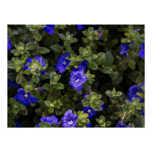 Blue Dwarf Morning Glory Print