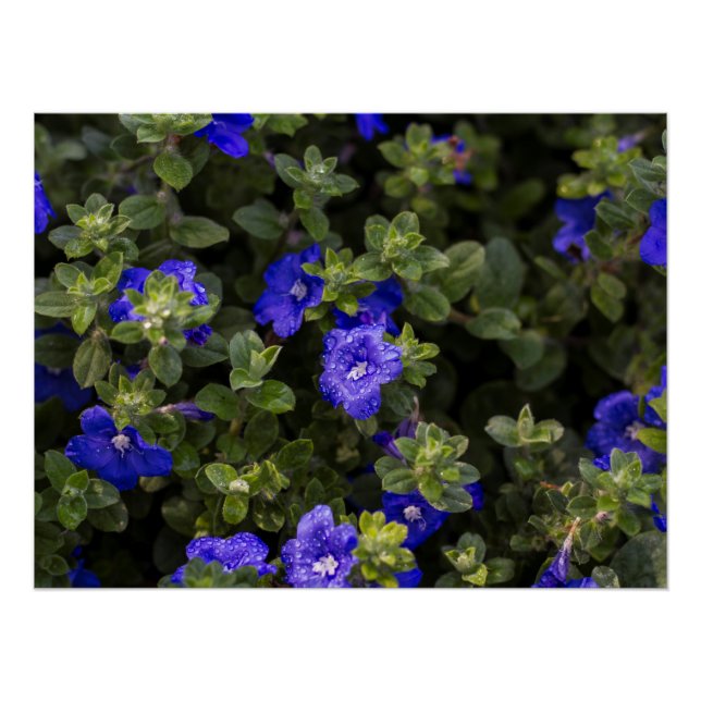 Blue Dwarf Morning Glory Print (Front)