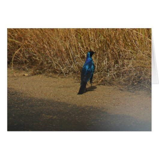 Blue-eared Starling Cards (Front Horizontal)
