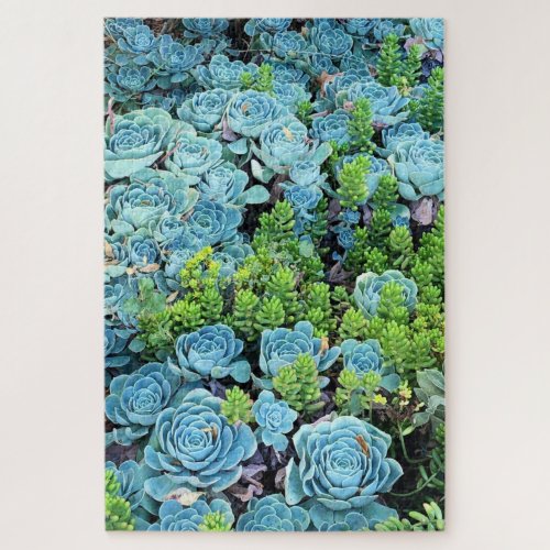 Blue Echeveria Imbricata  Green Sedum Succulent Jigsaw Puzzle