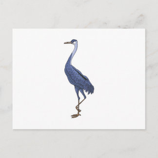 blue egret bird postcard