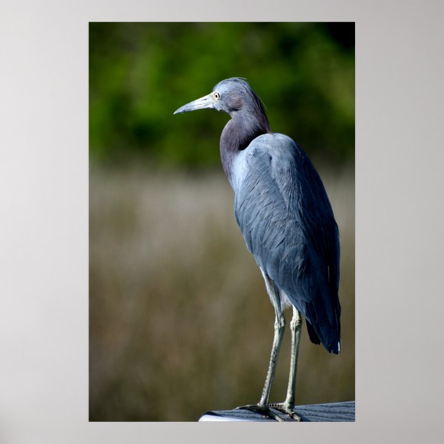 Blue Egret in the wild Poster (Front)