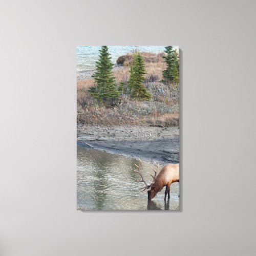 Blue Elk Rocky Mountain Canvas Print