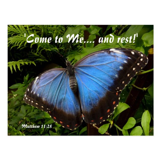 Blue exotic butterfly postcard