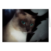 BLUE EYE BELLA (Front Horizontal)