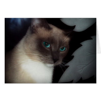 BLUE EYE BELLA