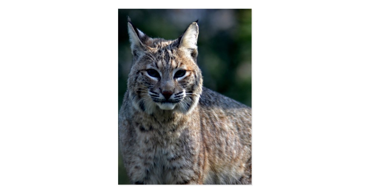 Blue Eye Bobcat Postcard 