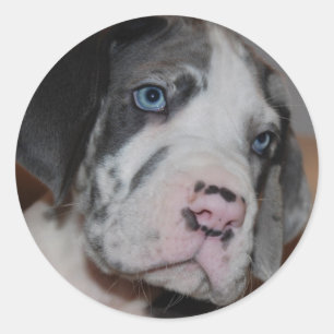 Blue Eye Great Dane Puppy Classic Round Sticker