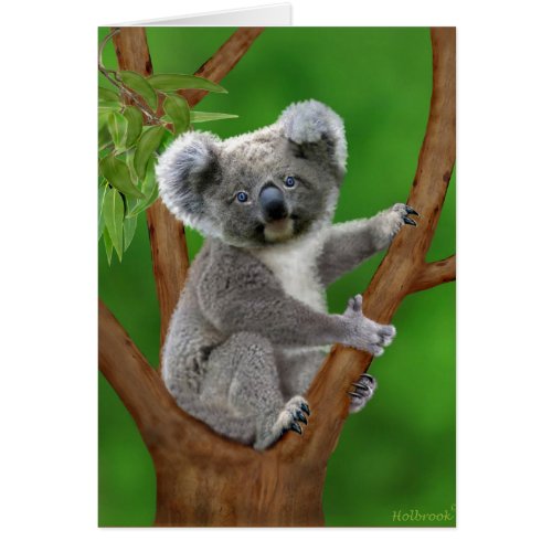 Blue_Eyed Baby Koala Bear