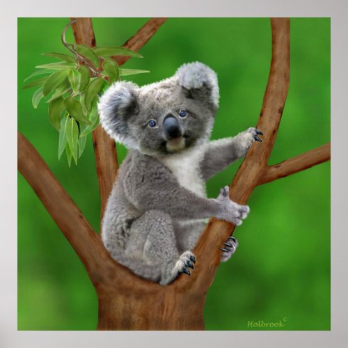 Blue_Eyed Baby Koala Bear Poster