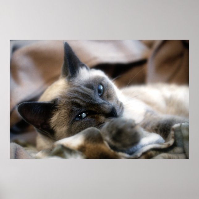 Blue Eyed Beauty Poster (Front)