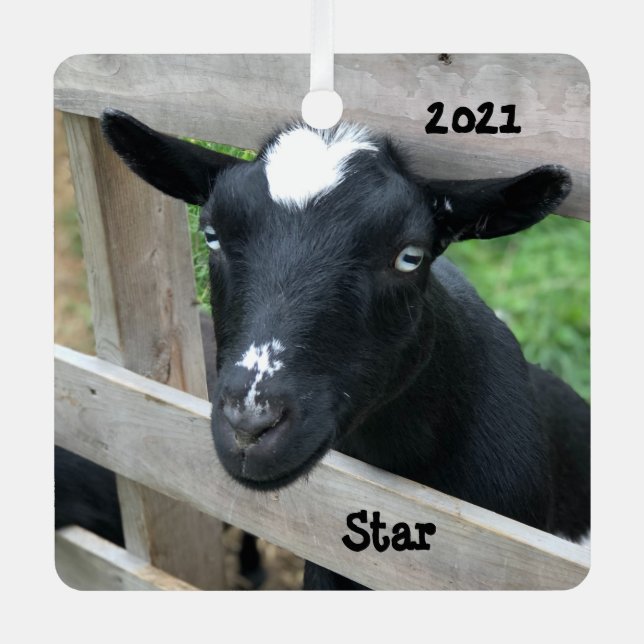 Blue Eyed Black Nigerian Dwarf Dairy Goat Metal Ornament (Front)