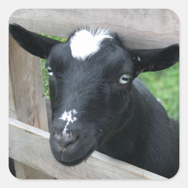 Blue Eyed Black Nigerian Dwarf Dairy Goat Square Sticker (Front)